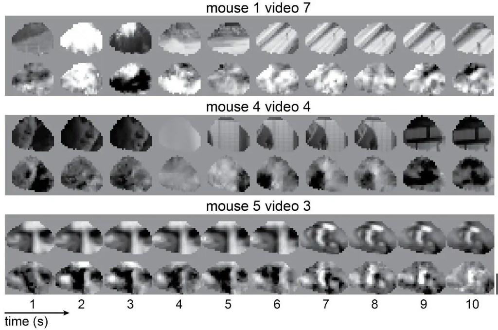 Сравнение оригинального видео и реконструкции, полученной из мозга мыши